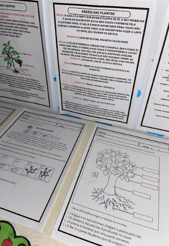 PARTES DE UMA PLANTA - Imagem 4